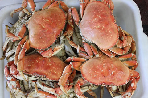 Dungeness Crab