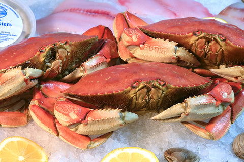 Dungeness Crab