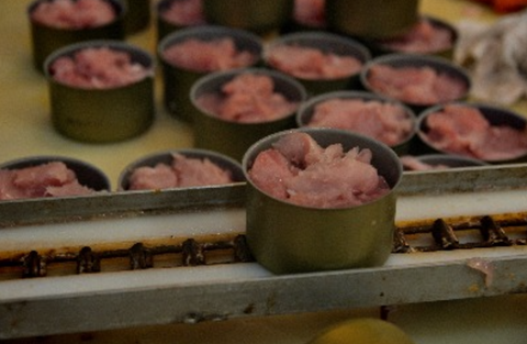 Canning Tuna