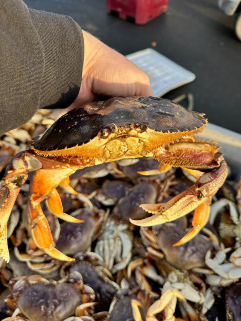 Dungeness Crab