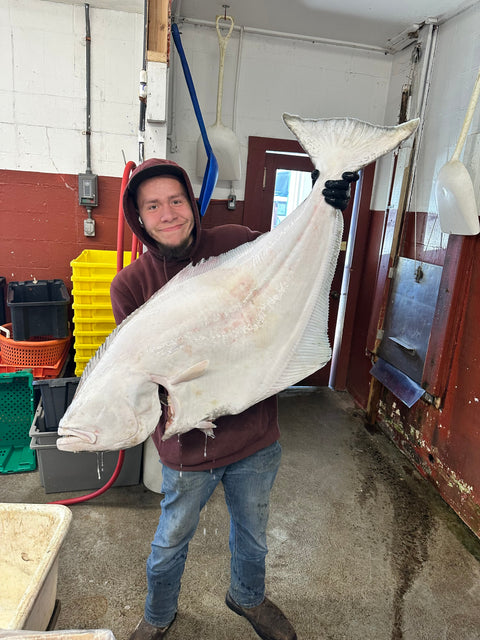 Halibut Fillets