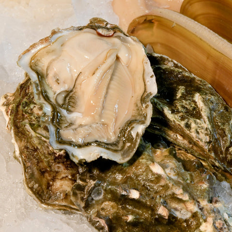 Oyster in Shell
