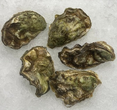 oysters